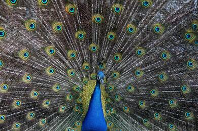 Bird Peacock Wide Pics