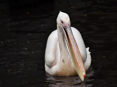 Bird Pelican in River