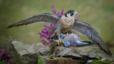 Bird Pigeon Hawk Hunting