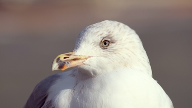 Bird Seagull 4K