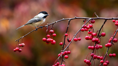 Bird Sitting On Berries Branch