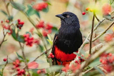 Bird Sitting On Berry Tree