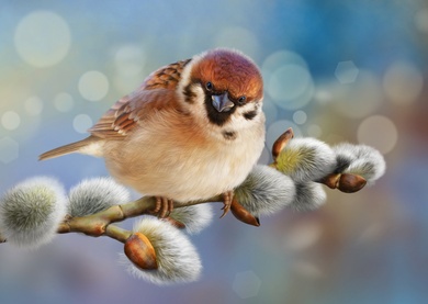 Bird Sparrow Art Bokeh