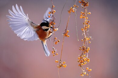 Bird Sparrow Eating