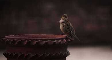 Bird Sparrow for Water Drink