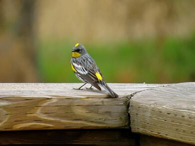 Bird Sparrow image