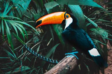 Bird Toucans Image Download