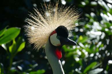 Bird With Beautiful Head Dress 4K