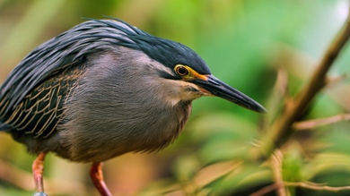 Bird with Sharp Beak 4K