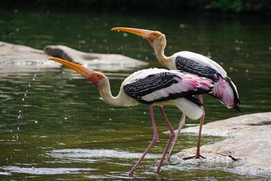 Birds Drink Water at River