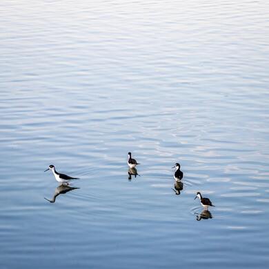 Birds Early Morning Free Lake Mobile Wallpaper