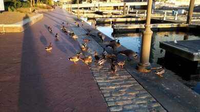 Birds Eating Grains on City Street Photo