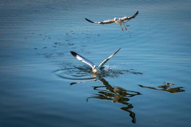 Birds Fishing in Water