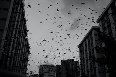Birds on Sky in City