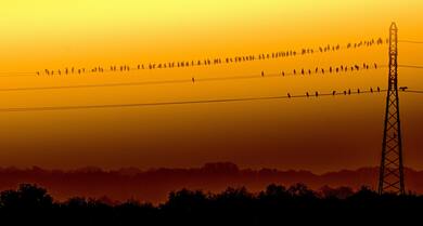 Birds Seating on Electricty Wire During Sunset