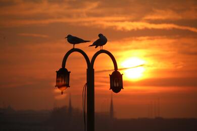 Birds Setting on Lamp in Sunset