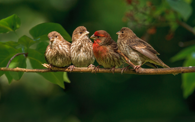 Birds Wide Wallpaper