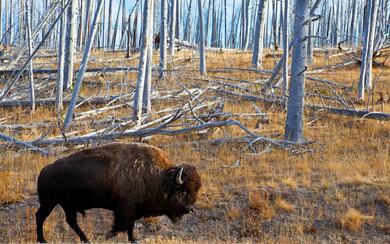 Bison in The Jungle