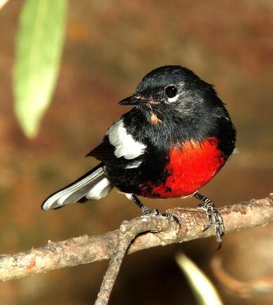 Black and Red Birds on Tree