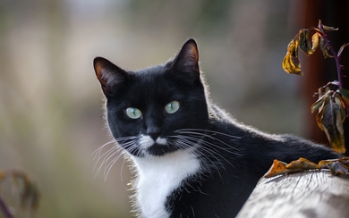 Black And White Cat HD Image