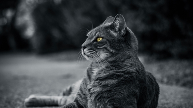 Black and White Cat HD Wallpaper