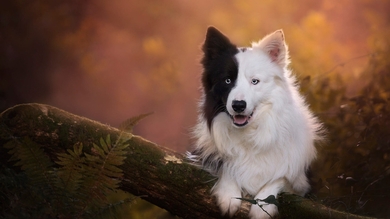 Black And White Dog Sitting in Tree HD Wallpaper