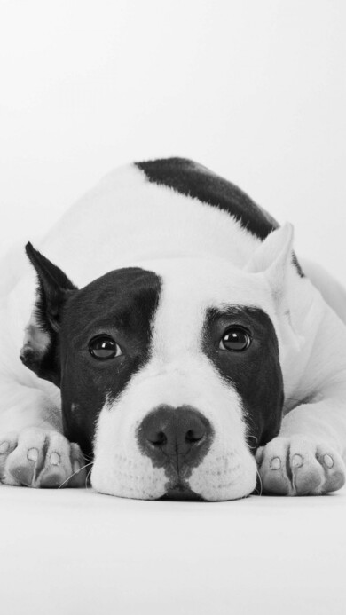 Black And White Dog