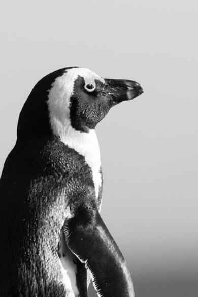 Black and White Photo Of Penguin
