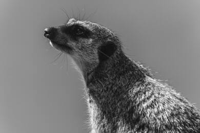 Black and White Photography of Meerkat Animal