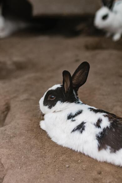 Black and White Rabbit Animal