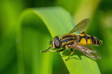 Black And Yellow Fly Perched on Green Leaf