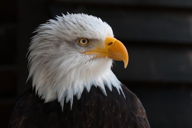 Black Background With Eagle