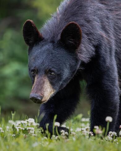 Black Bear in Forest