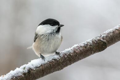 Black Capped Chickadee Bird Photo