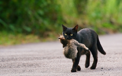 Black Cat Carrying Kitten