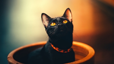 Black Cat HD Wallpaper