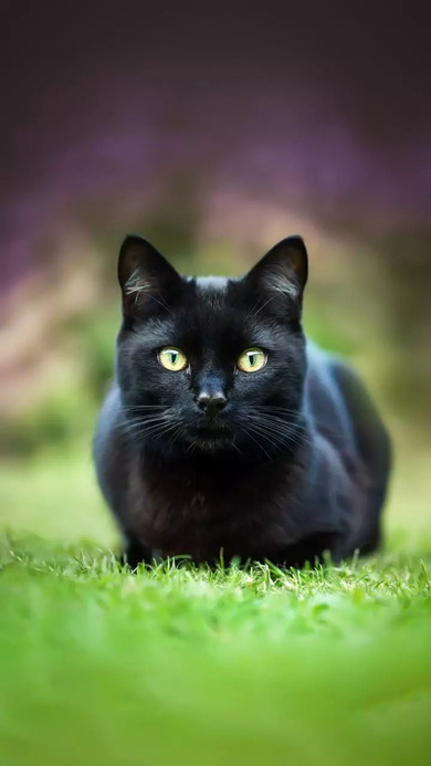 Black Cat Mobile Pic