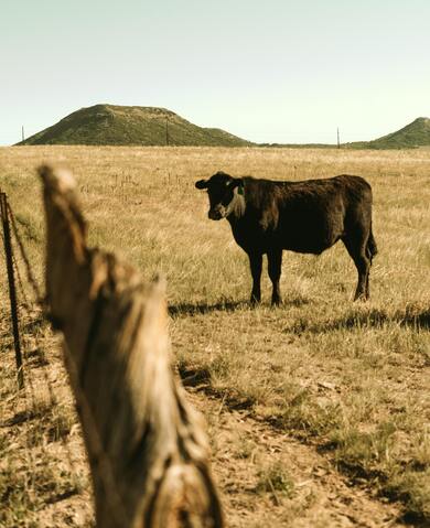 Black Cow on Green Grass Photo