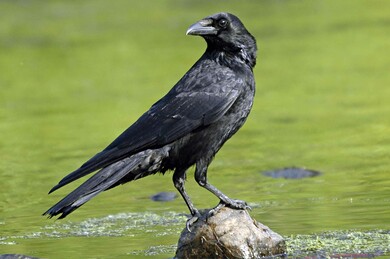 Black Crow  HD Wallpapers