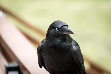 Black Crow Bird Photo