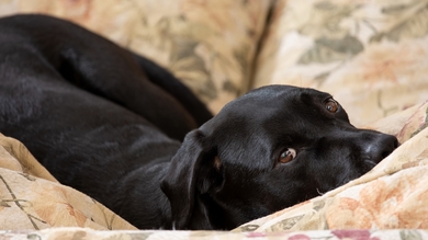 Black Dog Lying in Bed HD Wallpaper