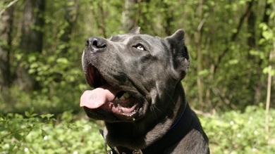 Black Dog Macro Photography