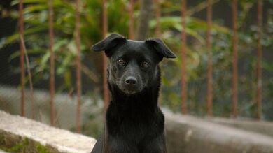 Black Dog Muzzle