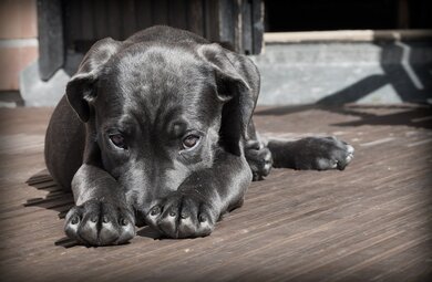 Black Dog Pet