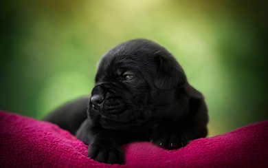 Black Dog Puppy Lying HD Wallpaper