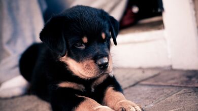 Black Dog Puppy