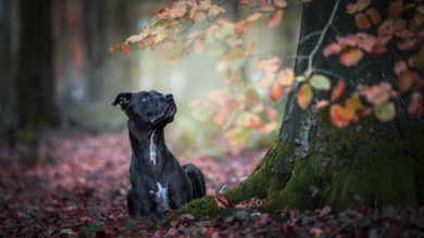 Black Dog Sitting Near Tree