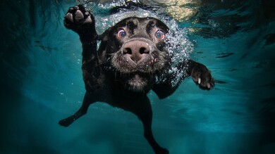 Black Dog Under Water 4K