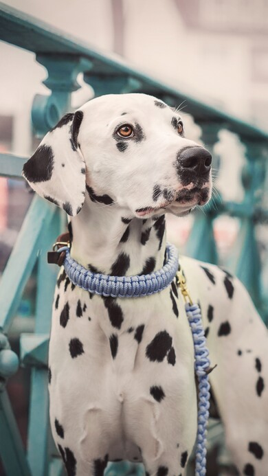 Black Dotted Dalmatian Dog