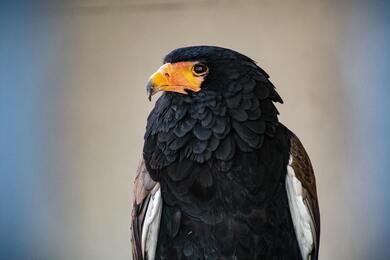 Black Hawk Bird Sitting